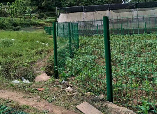 重庆桃形柱草莓视频免费看